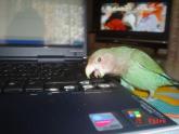 DOLAR CON EL PORTATIL